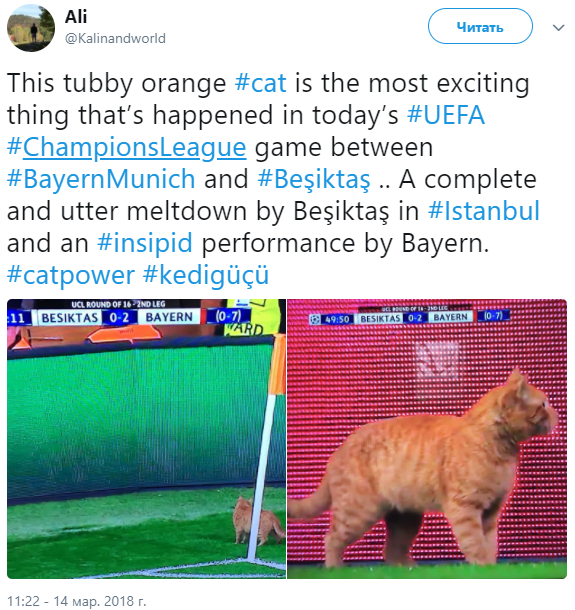 кот на поле