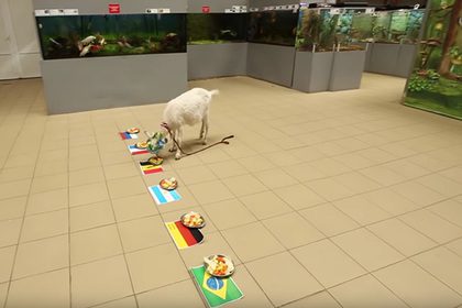 коза-оракул