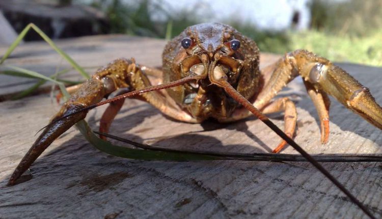 Речные раки от Китая на ЧМ